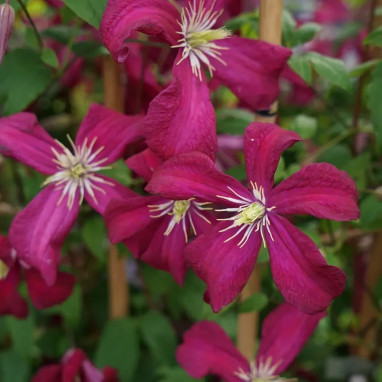 Clématite 'Mme Julia Correvon' - Clematis | Achat direct au producteur