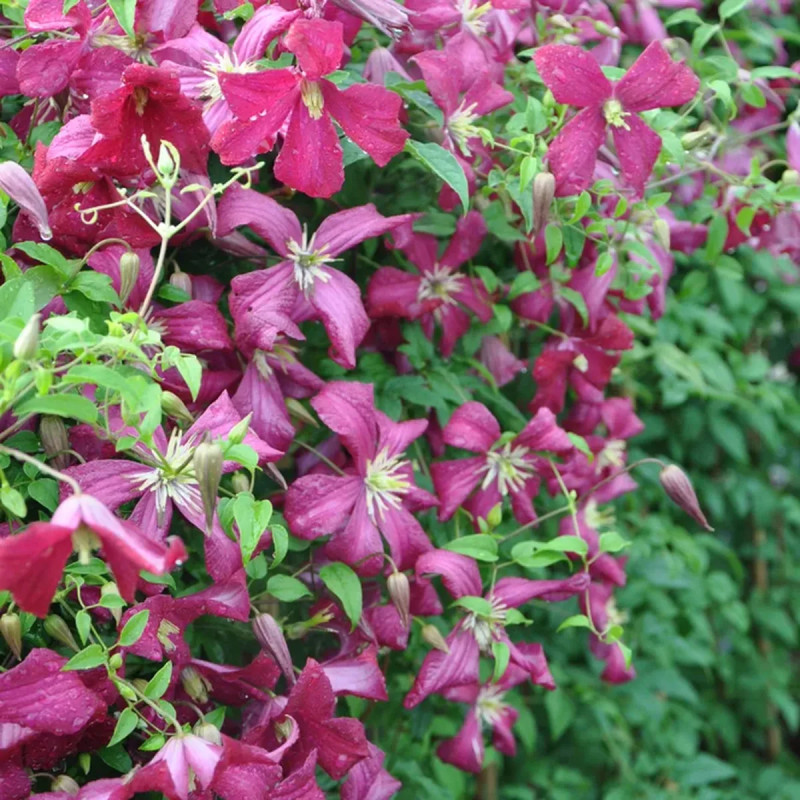 Clématite 'Mme Julia Correvon' - Clematis | Achat direct au producteur