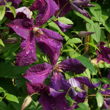 Clématite 'Polish Spirit' - Clematis | Achat direct au producteur