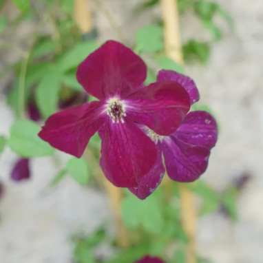Clématite 'Royal Velours' - Clematis | Achat direct au producteur