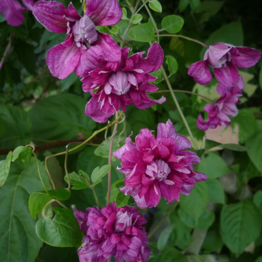 Clématite 'Purpurea Plena Elegans' - Clematis | Achat producteur