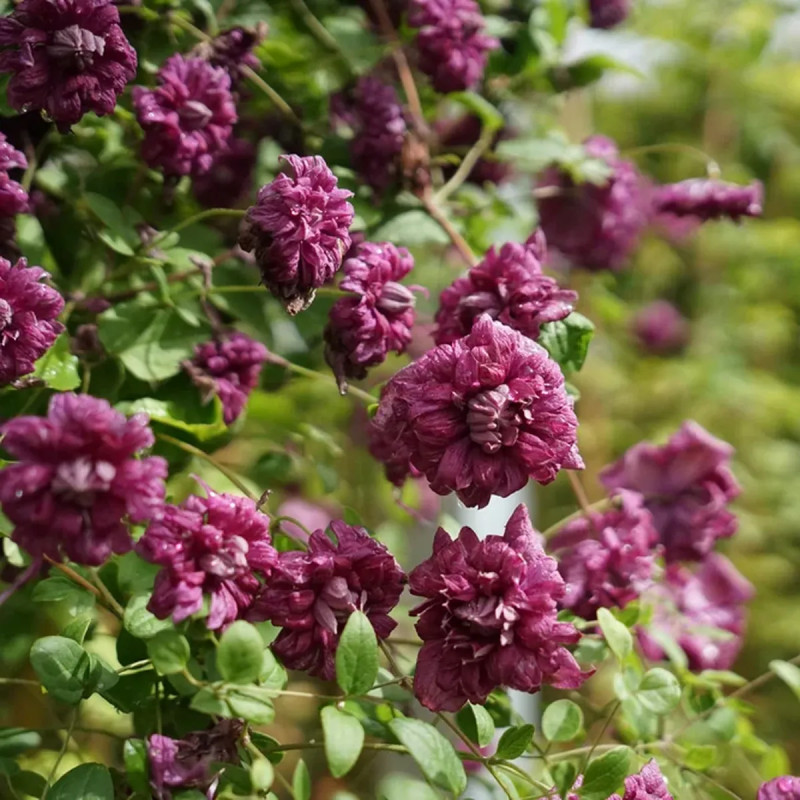 Clématite 'Purpurea Plena Elegans' - Clematis | Achat producteur