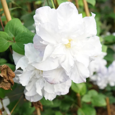 Clématite 'Veronica's Choice' - Clematis | Achat direct au producteur