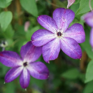 Clématite 'Venosa Violacea' - Clematis | Achat direct au producteur