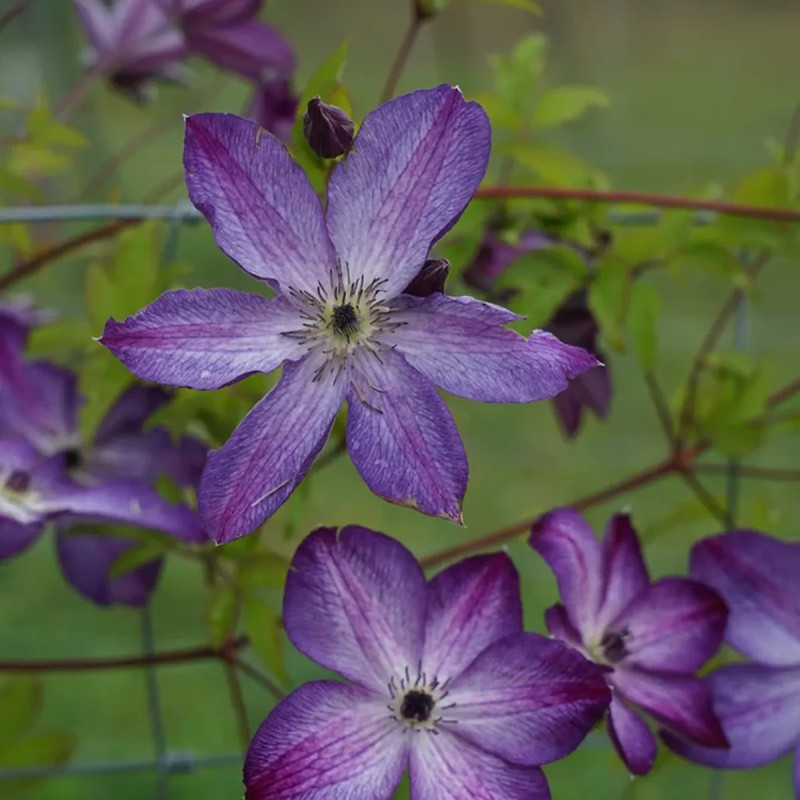 Clématite 'Venosa Violacea' - Clematis | Achat direct au producteur