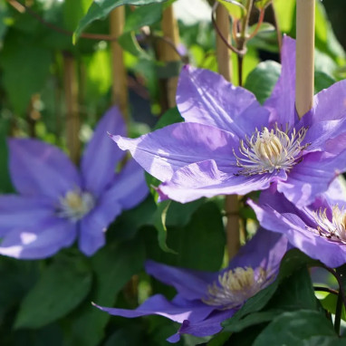 Clématite 'Vyvyan Pennell' - Clematis | Achat direct au producteur