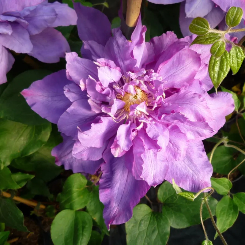 Clématite 'Vyvyan Pennell' - Clematis | Achat direct au producteur