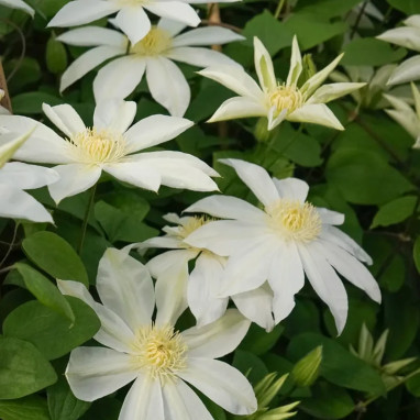 Clématite 'Wada's Primrose' - Clematis | Achat direct au producteur