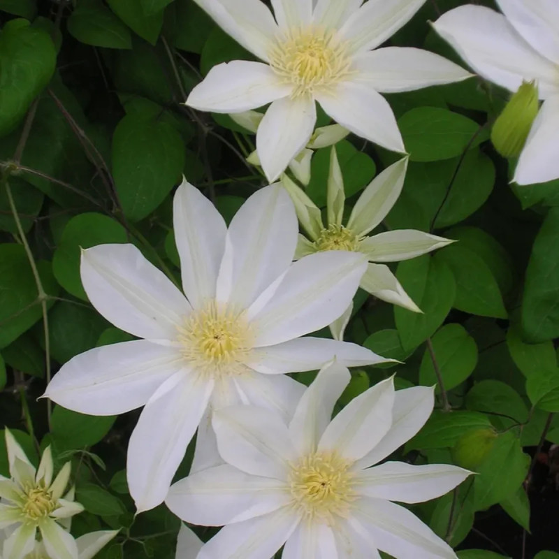 Clématite 'Wada's Primrose' - Clematis | Achat direct au producteur