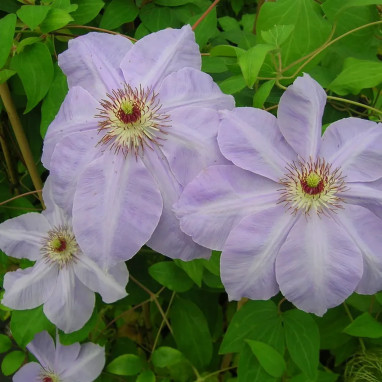 Clématite 'W.E. Gladstone' - Clematis | Achat direct au producteur