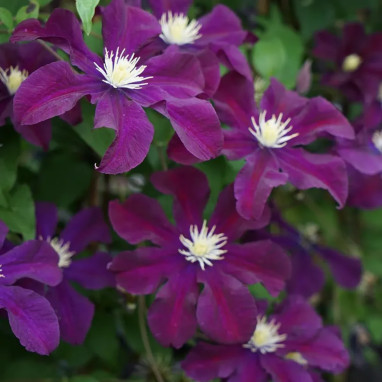 Clématite 'Warszawska Nike' - Clematis | Achat direct au producteur