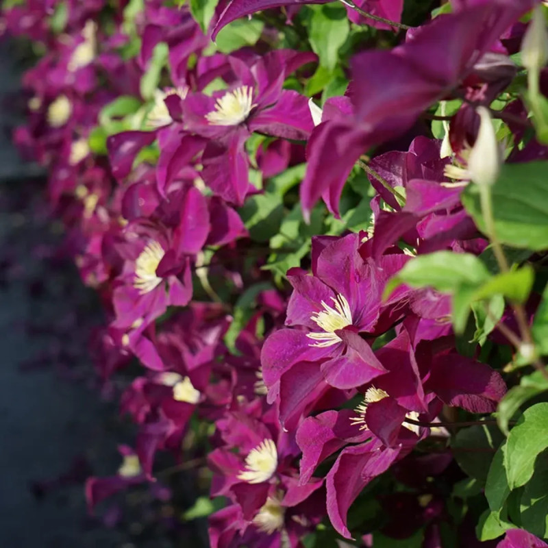 Clématite 'Warszawska Nike' - Clematis | Achat direct au producteur
