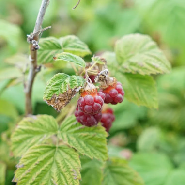Framboisier 'Malling Promise' - Rubus | Achat direct au producteur