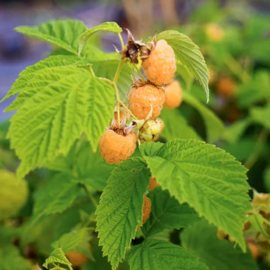 Framboisier 'Fallgold' - Rubus idaeus | Achat direct au producteur