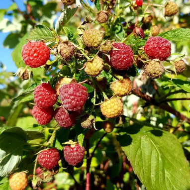Framboisier 'Heritage' - Rubus idaeus | Achat direct au producteur