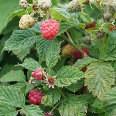 Framboisier 'Meeker' - Rubus idaeus | Achat direct au producteur
