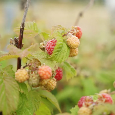 Framboisier 'Versailles' - Rubus idaeus | Achat direct au producteur