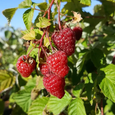 Framboisier 'Paris' - Rubus idaeus | Achat direct au producteur