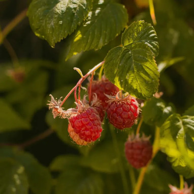 Framboisier 'Tulameen' - Rubus idaeus | Achat direct au producteur