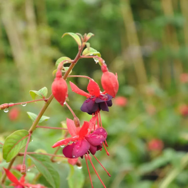 Fuchsia 'Lady Boothby' - Fuchsia grimpant | Achat direct au producteur