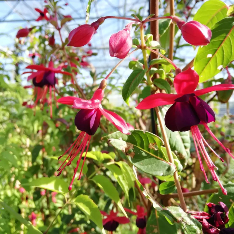 Fuchsia 'Lady Boothby' - Fuchsia grimpant | Achat direct au producteur