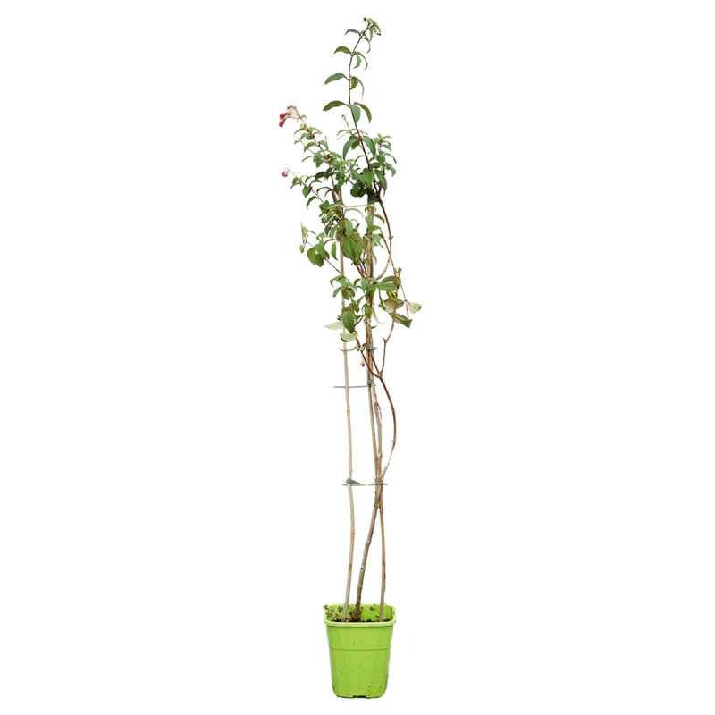 Fuchsia 'Lady Boothby' - Fuchsia grimpant | Achat direct au producteur