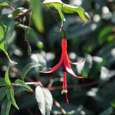 Fuchsia comestible 'Reitzii' - Fuchsia regia | Achat producteur