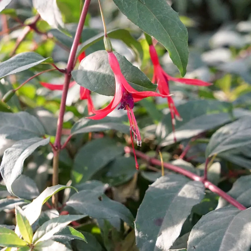 Fuchsia comestible 'Reitzii' - Fuchsia regia | Achat producteur