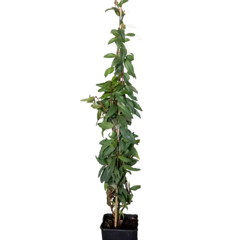 Fuchsia comestible 'Reitzii' - Fuchsia regia | Achat producteur