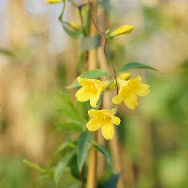 Gelsemium sempervirens - Jasmin de Virginie | Achat producteur