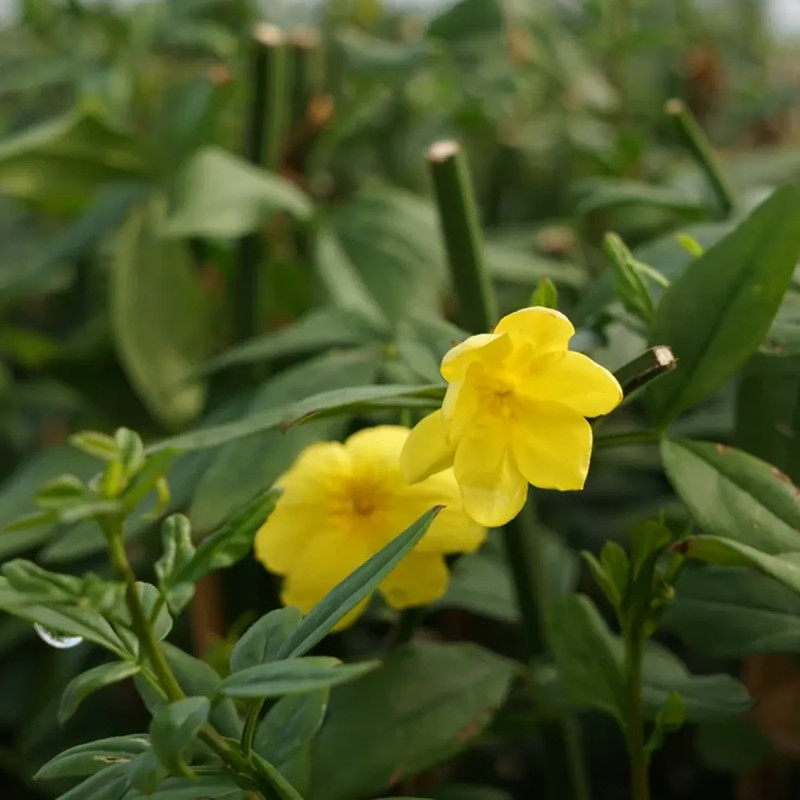 Gelsemium sempervirens - Jasmin de Virginie | Achat producteur