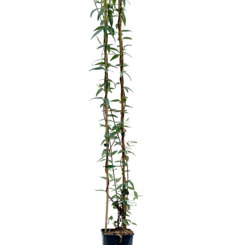 Gelsemium sempervirens - Jasmin de Virginie | Achat producteur