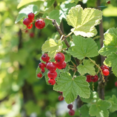 Groseillier 'London Market' - Ribes rubrum | Achat direct au producteur