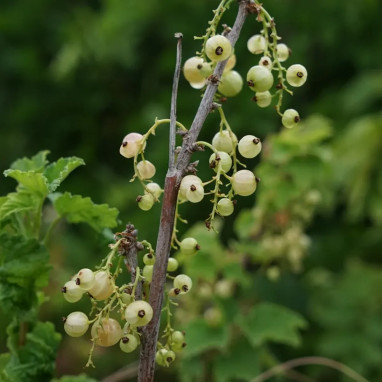 Groseillier 'Versaillaise blanche' - Ribes | Achat producteur