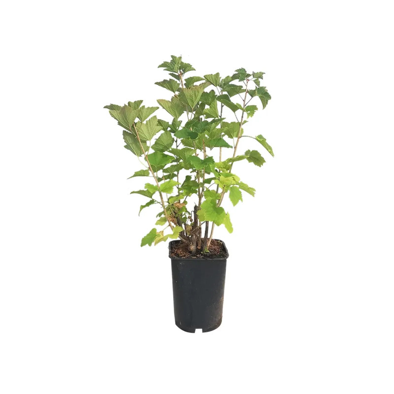Groseillier 'Versaillaise blanche' - Ribes | Achat producteur