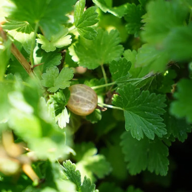 Groseillier 'Lady Delameen' - Ribes uva-crispa | Achat producteur