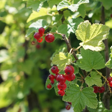 Groseillier 'Jonkheer van Tets' - Ribes rubrum | Achat producteur
