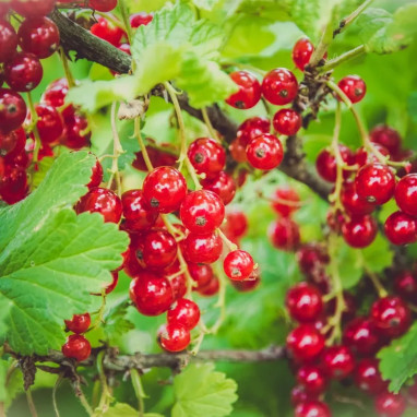 Groseillier 'Junifer' - Ribes rubrum | Achat direct au producteur