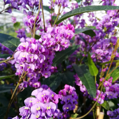 Hardenbergia violacea - Glycine australienne | Achat producteur