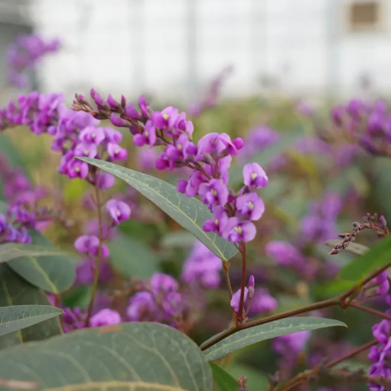 Hardenbergia violacea - Glycine australienne | Achat producteur