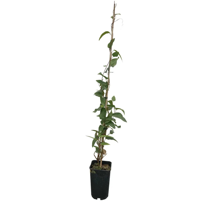 Hardenbergia violacea - Glycine australienne | Achat producteur