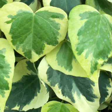 Lierre de Colchide 'Dentata Variegata' - Hedera | Achat producteur