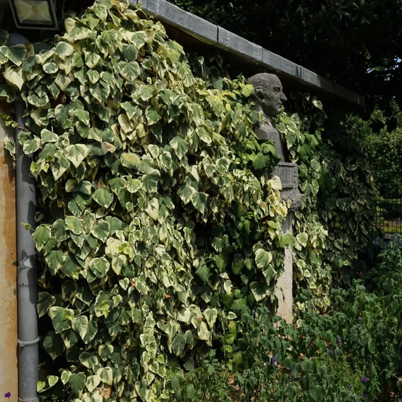 Lierre de Colchide 'Dentata Variegata' - Hedera | Achat producteur