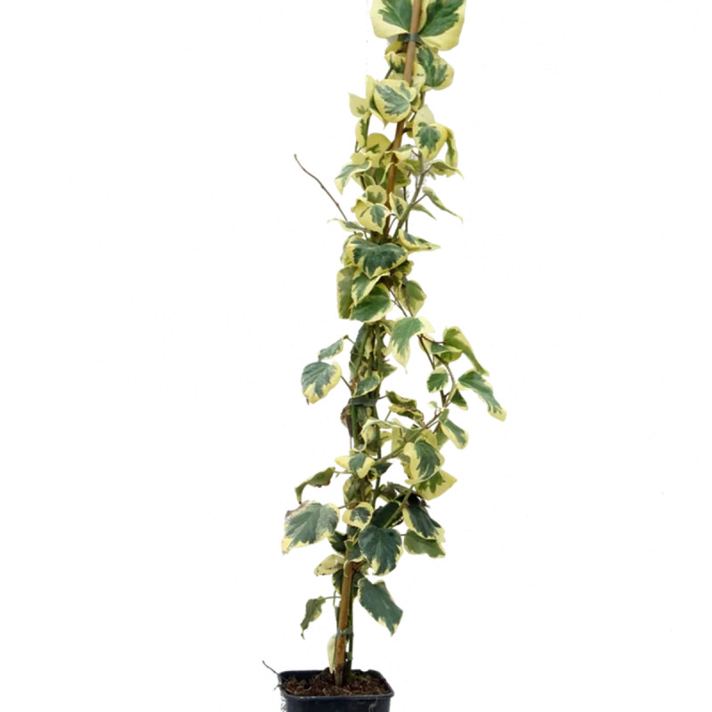 Lierre de Colchide 'Dentata Variegata' - Hedera | Achat producteur