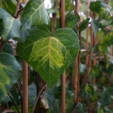 Lierre de Colchide 'Sulphur Heart' - Hedera | Achat producteur