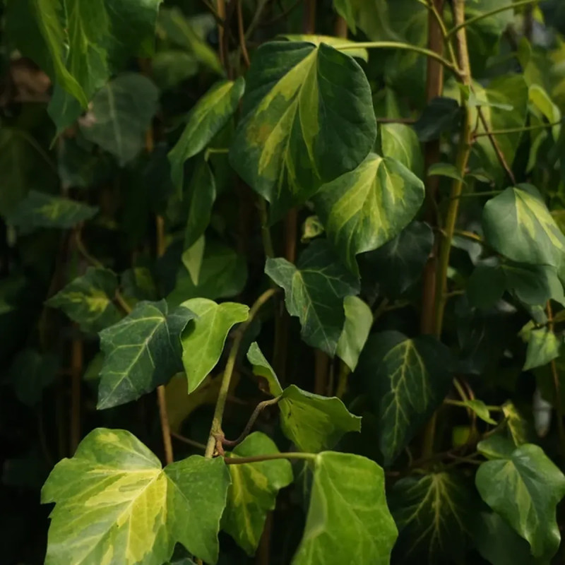 Lierre de Colchide 'Sulphur Heart' - Hedera | Achat producteur