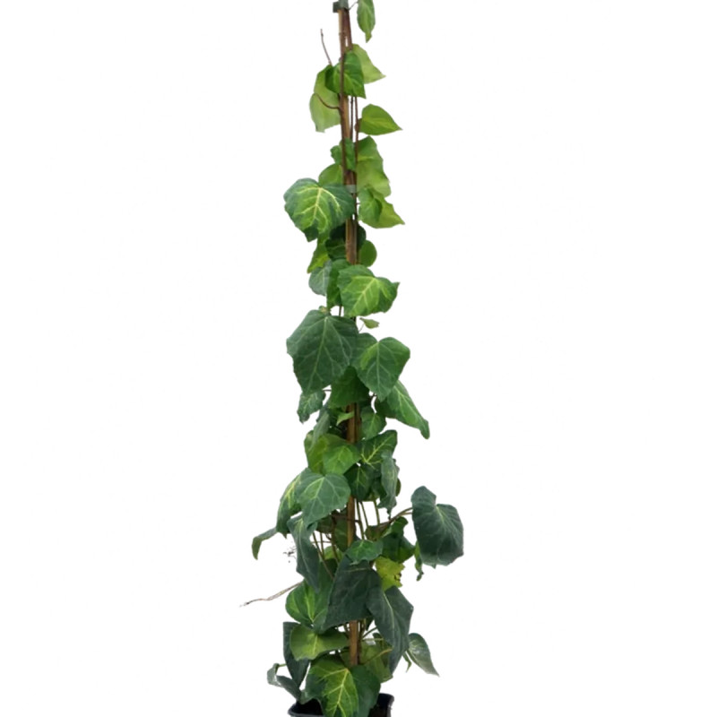 Lierre de Colchide 'Sulphur Heart' - Hedera | Achat producteur