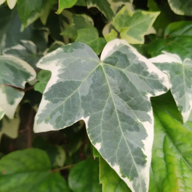 Lierre des Canaries 'Gloire de Marengo' - Hedera | Achat producteur