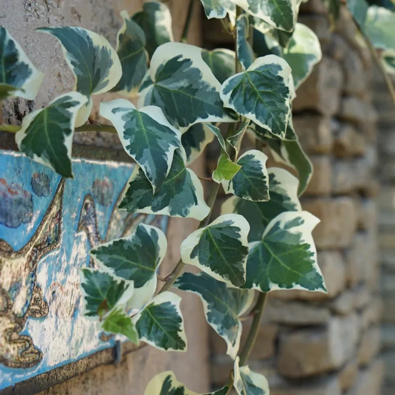 Lierre des Canaries 'Gloire de Marengo' - Hedera | Achat producteur