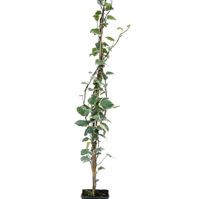 Lierre des Canaries 'Gloire de Marengo' - Hedera | Achat producteur
